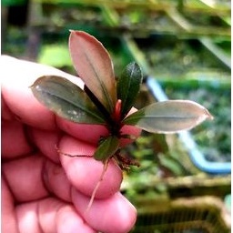 bucephalandra sp paris rizom