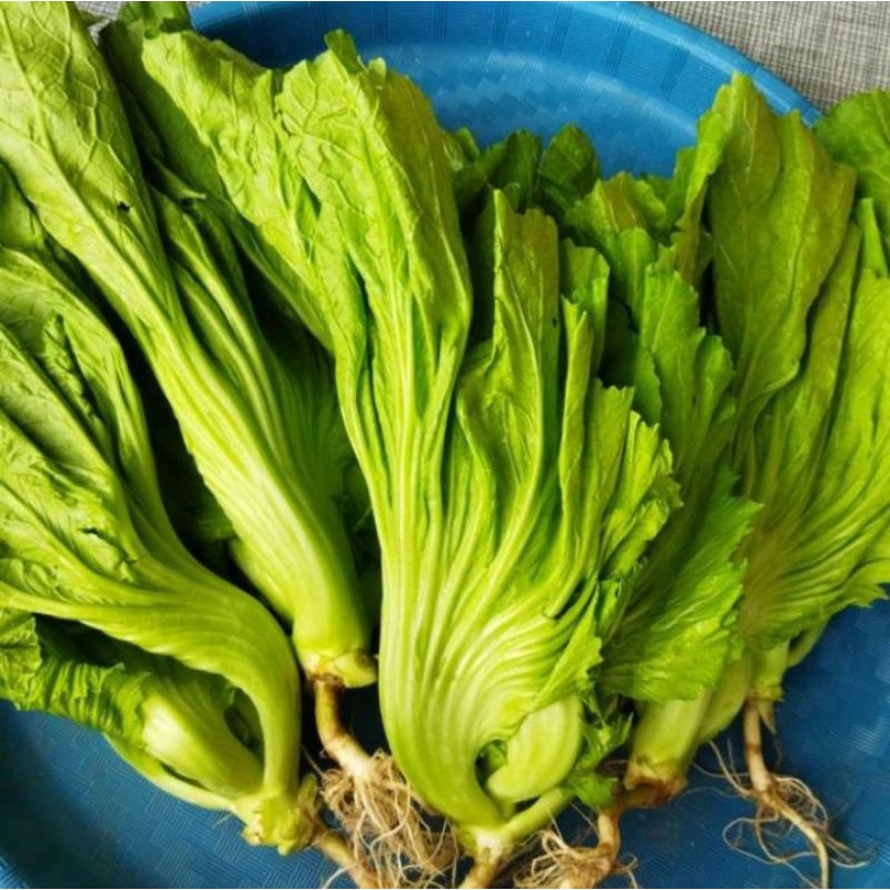 

Sawi Pahit organik 1kg