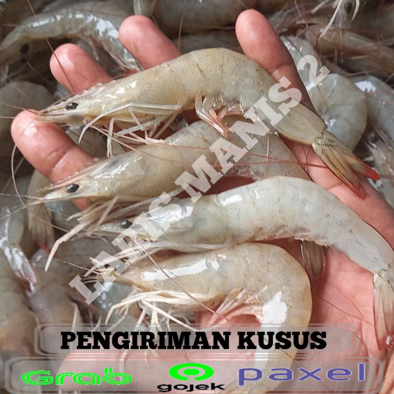 

Udang peci besar Udang peci size besar 500gram