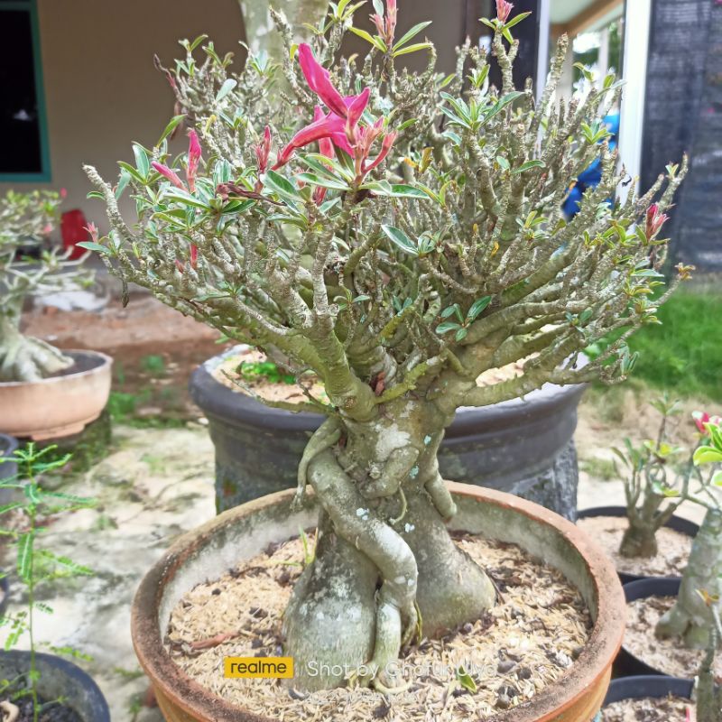 Adenium Cabang Seribu