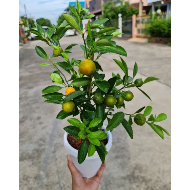 BIBIT TANAMAN JERUK SANTANG MADU | JERUK SANTANG MADU SIAP BERBUAH