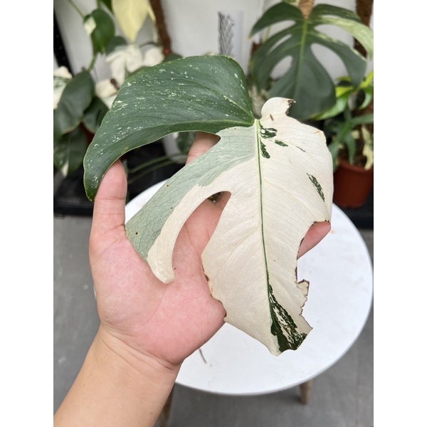 king monstera deliciosa variegata 1 daun pancing med size udah bertunas