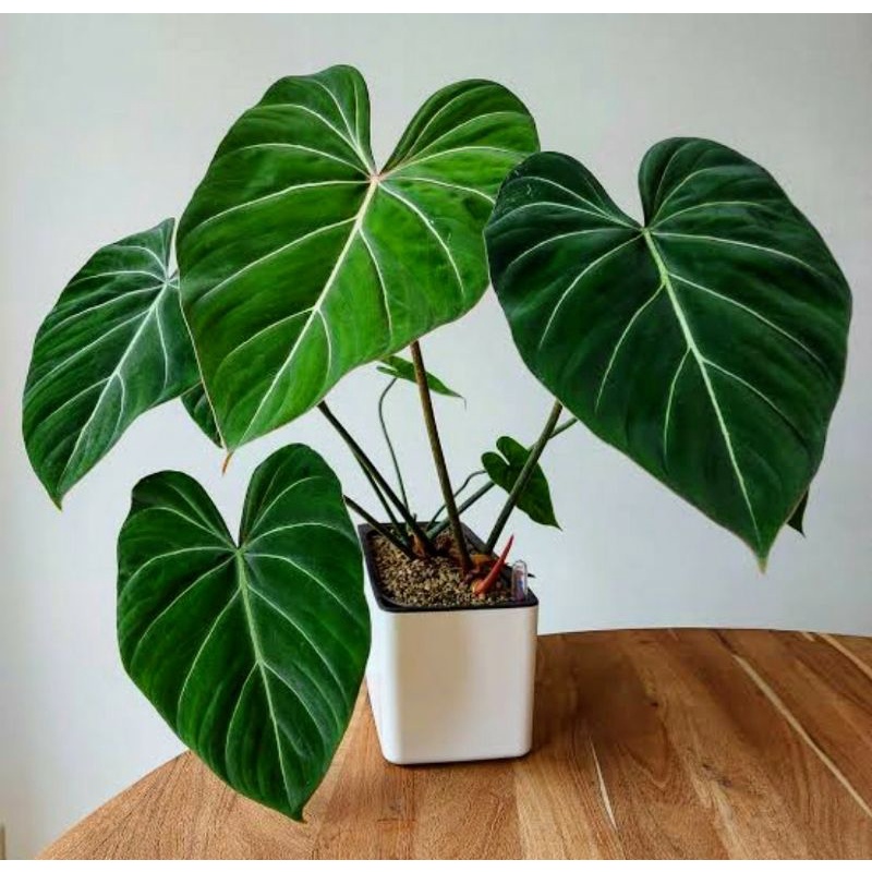 Tanaman hias philodendron gloriosum Tanaman hias hidup philodendron gloriosum Tanaman philodendron g