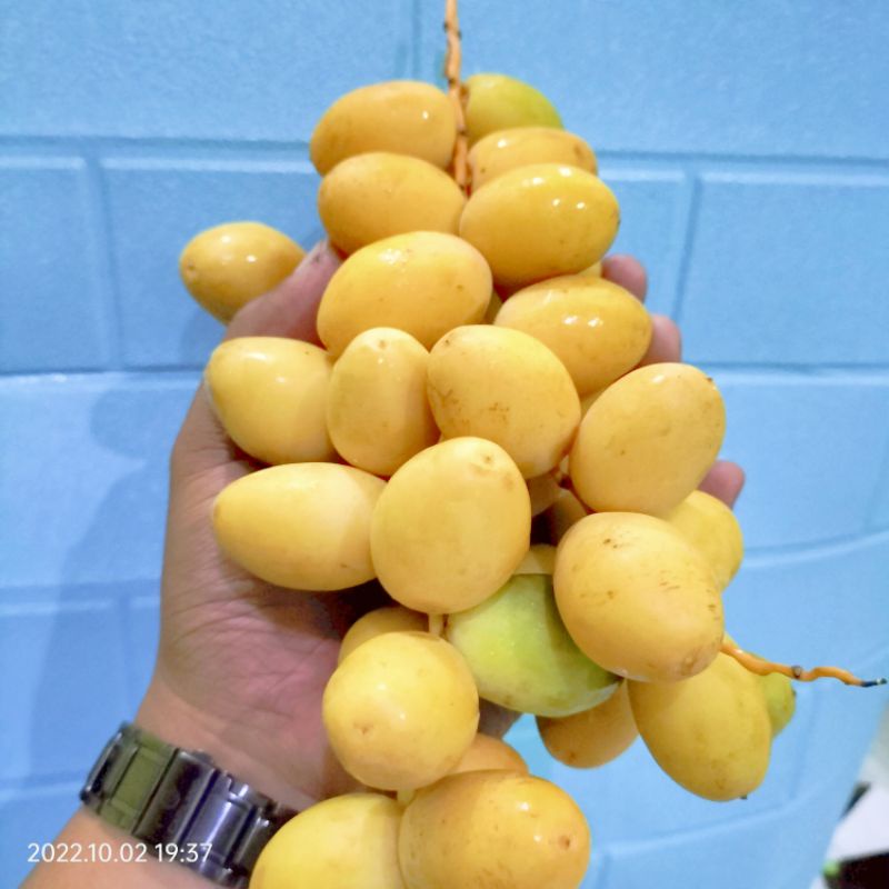 

Kurma muda promil jsr kurma promil Ruthob KHUSUS PENGIRIMAN INSTANS