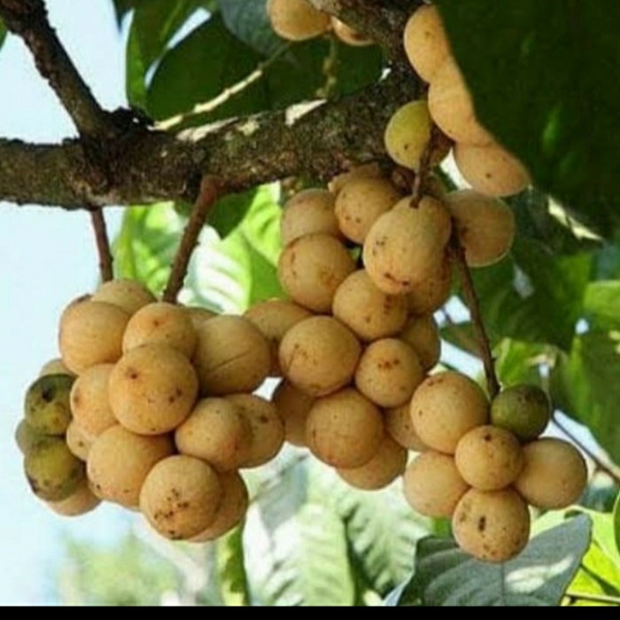 BIBIT TANAMAN BUAH LANGSAT TANPA BIJI/ BIBIT LANGSAT/ BIBIT LANGSEP UNGGULAN