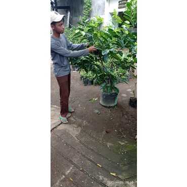 Tanaman buah black sapote - sawo meksiko sudah berbuah tinggi 1,7 meter