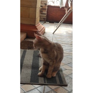 Jual Kucing Himalaya Domestik | Shopee Indonesia