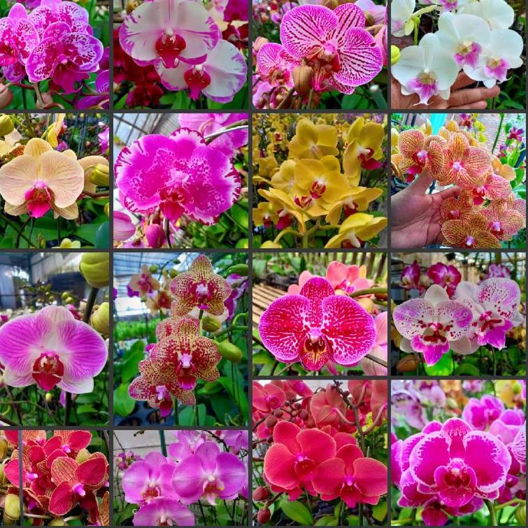 GPA.18Oc22d ▪ ANGGREK BULAN SPIKE UKURAN PRA DEWASA CLONE PRODUK TAIWAN