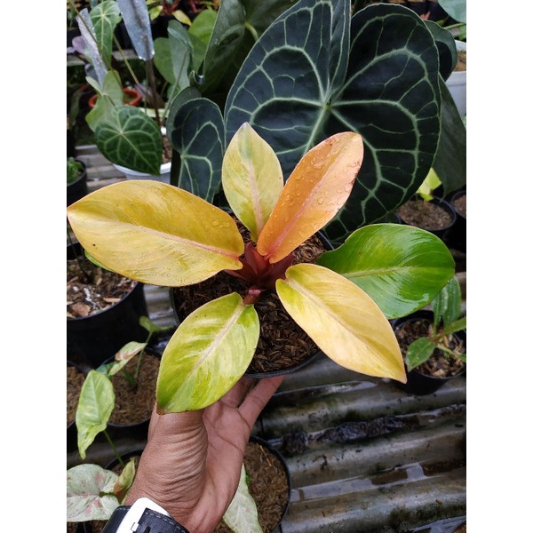 philodendron orange juice