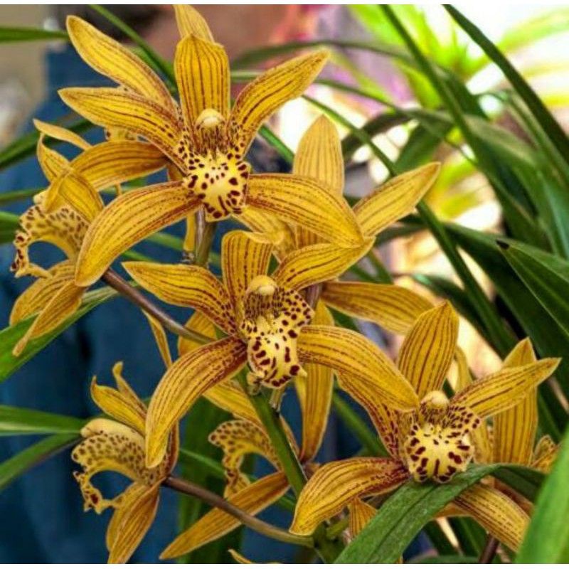 Anggrek Cymbidium Chen Ruby - Bunga Anggrek Cymbidium- Bunga hidup- Tanaman Hias hidup Anggrek Cymbi