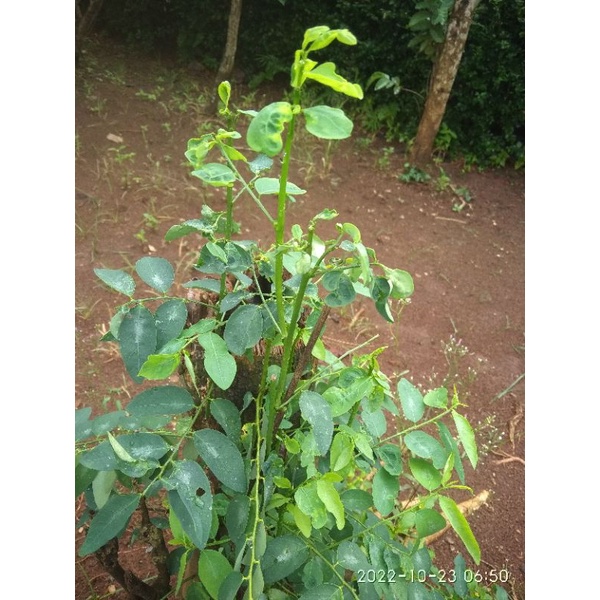 

Daun katu