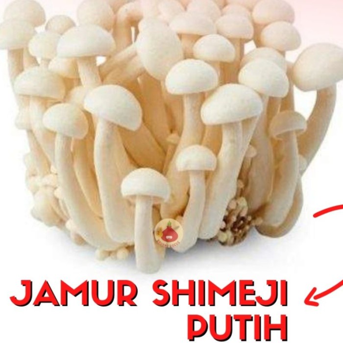 Jual Jamur Shimeji Putih 1Pack Sayursegarinstan Shopee Indonesia