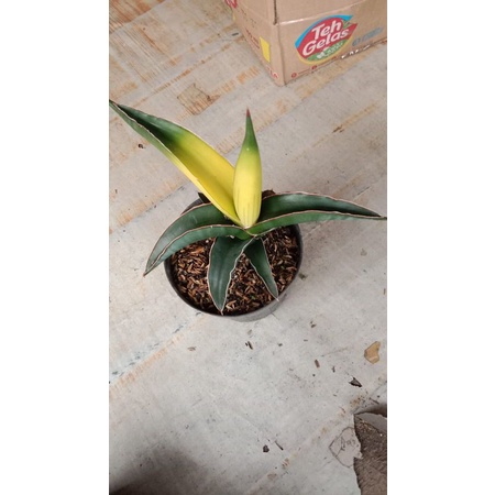 Sansivera Kukubima Varigata