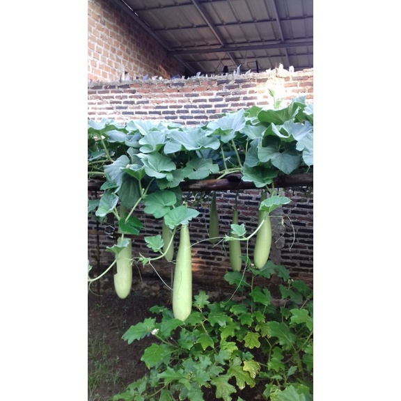 Benih Buah Labu Air Manisa Bibit Buah Labu Air Manisa Benih Buah-buahan Berkualitas