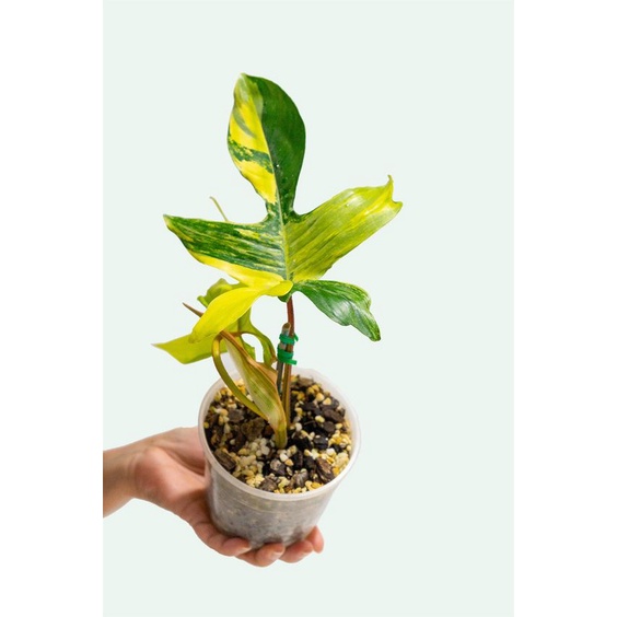 Tanaman hias philodendron florida beauty variegata