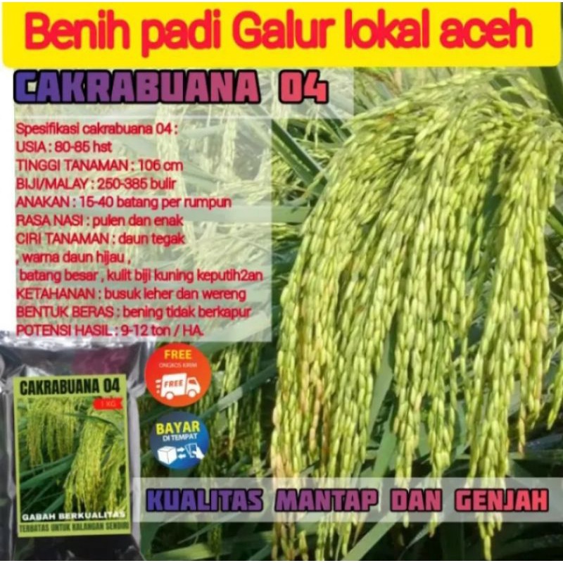 cakrabuana04 benih padi cakrabuana 04 1kg.