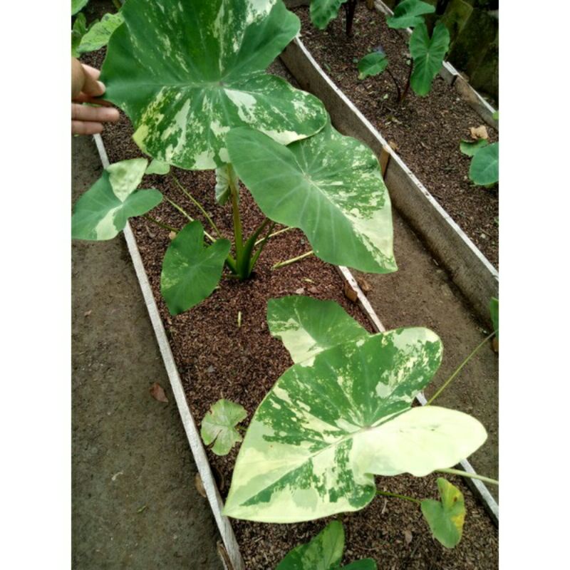(Ukuran Sedang) Colocasia Yellow Splash Ori Import