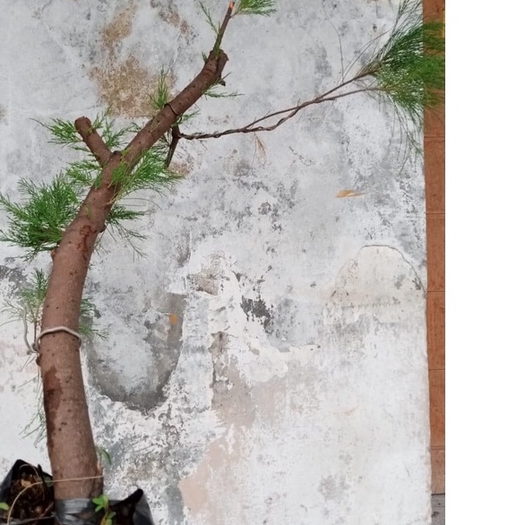 Tanaman Hias Cemara Udang Bahan Taman dan Bonsai Gaya Literaty