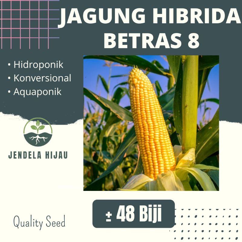 Benih Jagung Hibrida BETRAS - Bibit Tanaman Sayuran Repack.