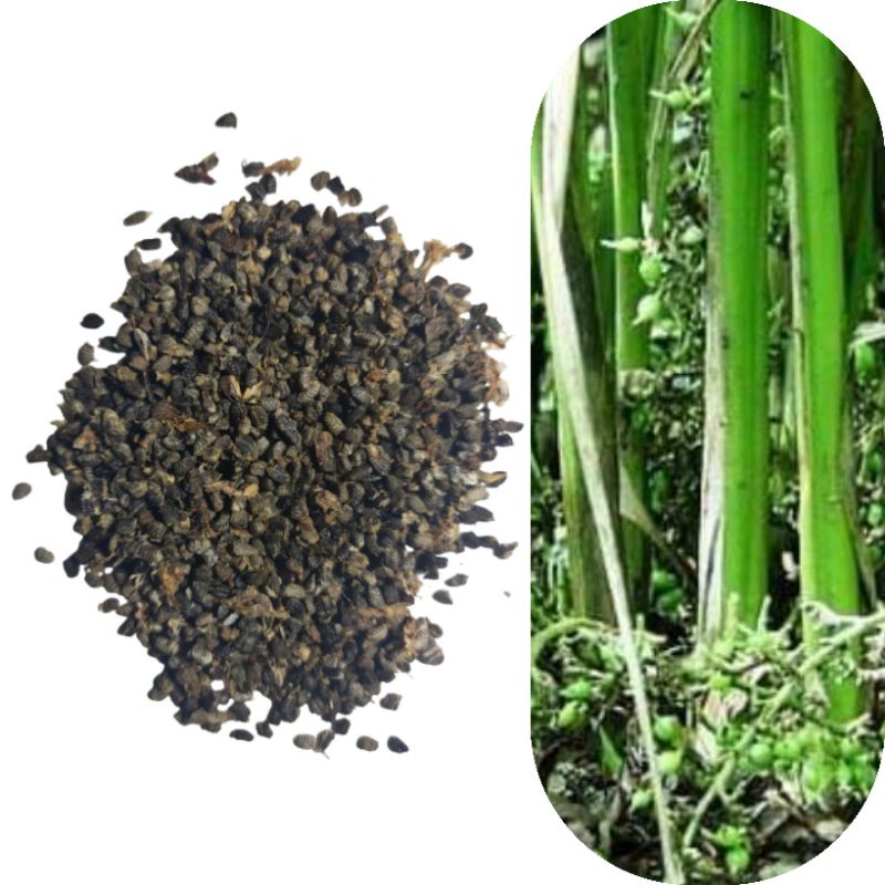 Promo Bibit Biji kapulaga india / kapolaga hijau cardamom