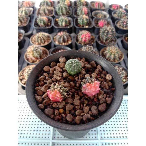 Paket Kaktus || Gymno Varigata || Astrophytum || Miha Var ||  Astro || Kaktus Seedling