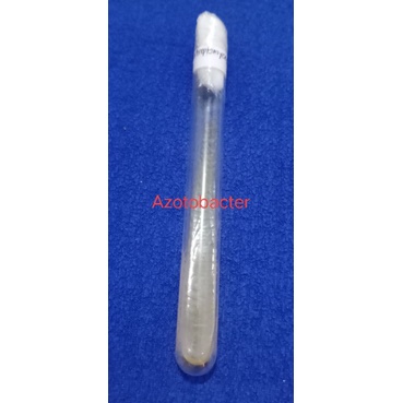 

isolat azotobacter sp