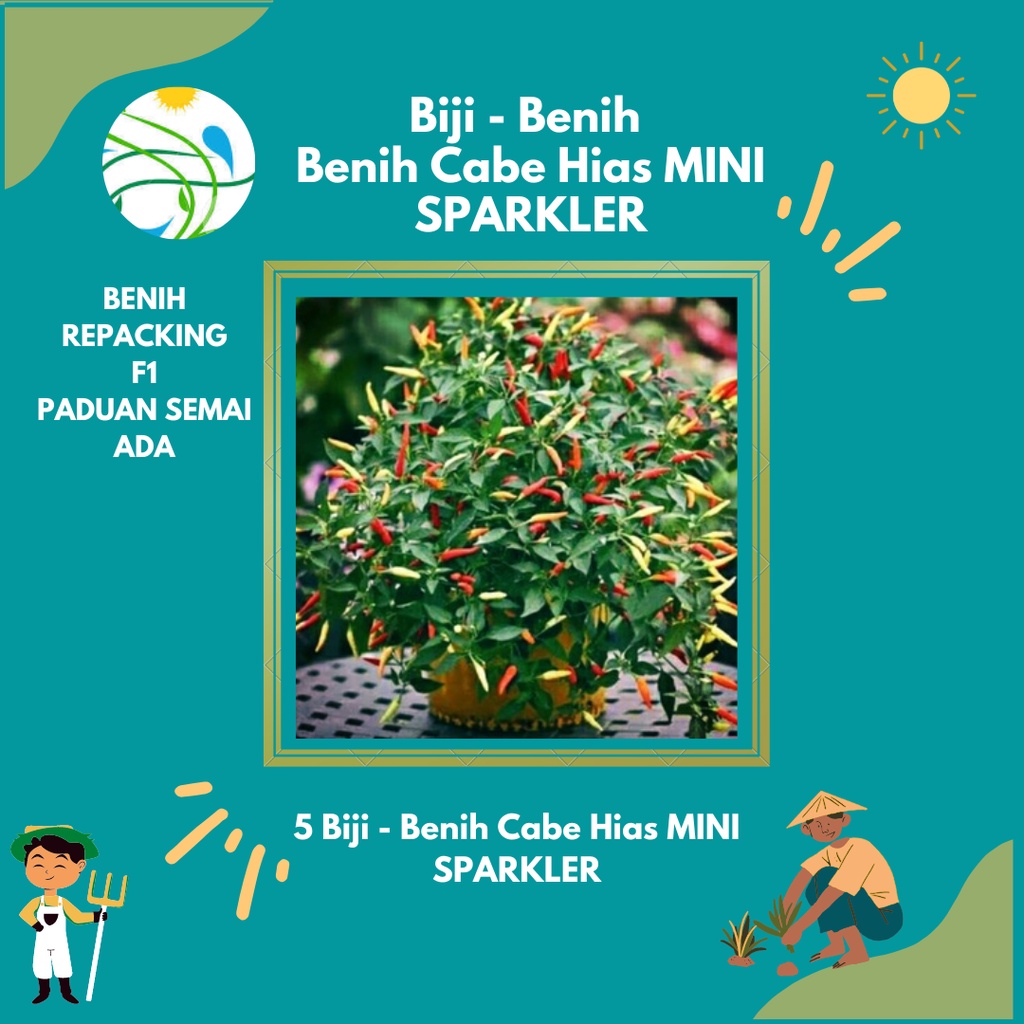 isi paket : 5 Biji - Benih Cabe Hias MINI SPARKLER -rsb1990