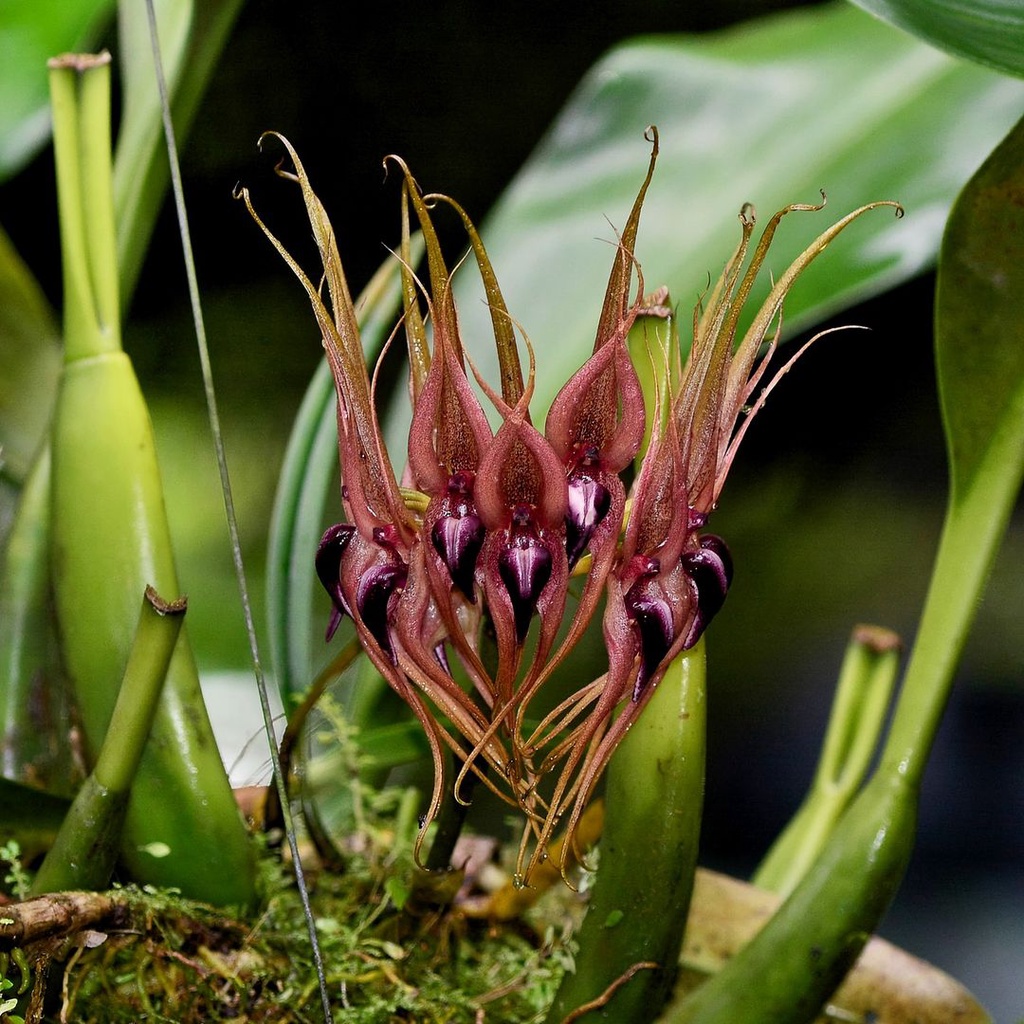 Bulbophyllum pahudii anggrek dewasa berbunga wangi