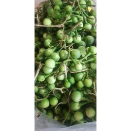 

FREE ONGKIR!Tekoka/Rimbang 500gr|RA7