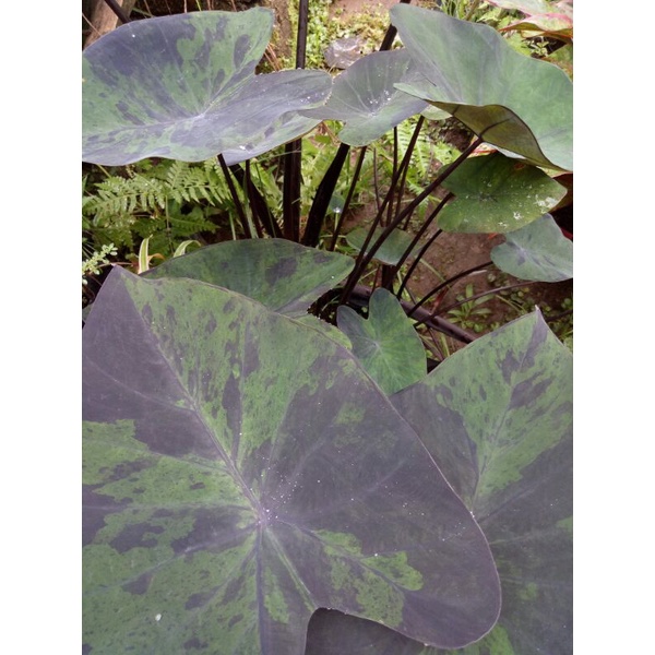 (Ukuran Besar) Colocasia Blue Hawai/Black Marble Ori Import