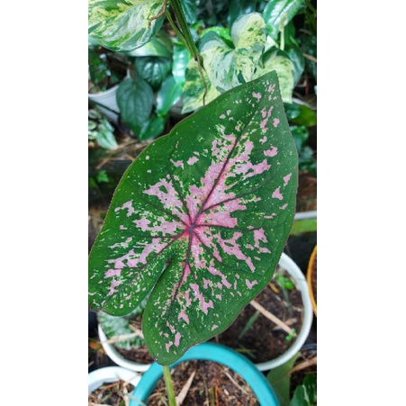 caladium hybrid