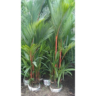 Palm Merah 2meter - Tanaman Hias Palem Merah 2 Meter an - Palm Merah Besar