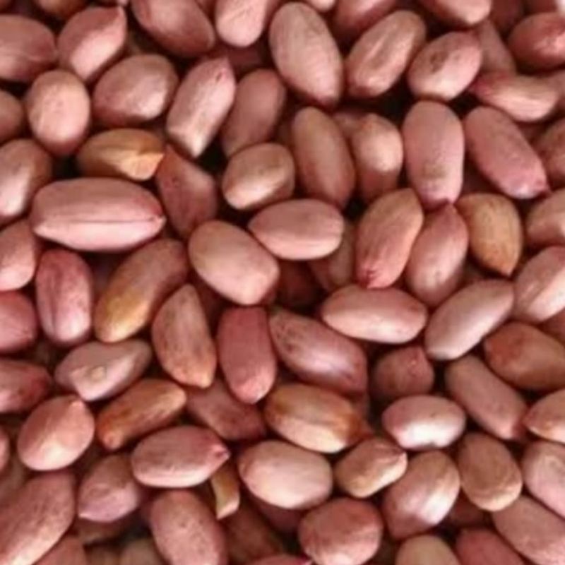 

Kacang tanah kualitas super