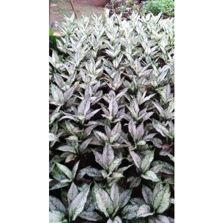 Indukan Aglo / Aglonema Snow White Rumpun 3 Up