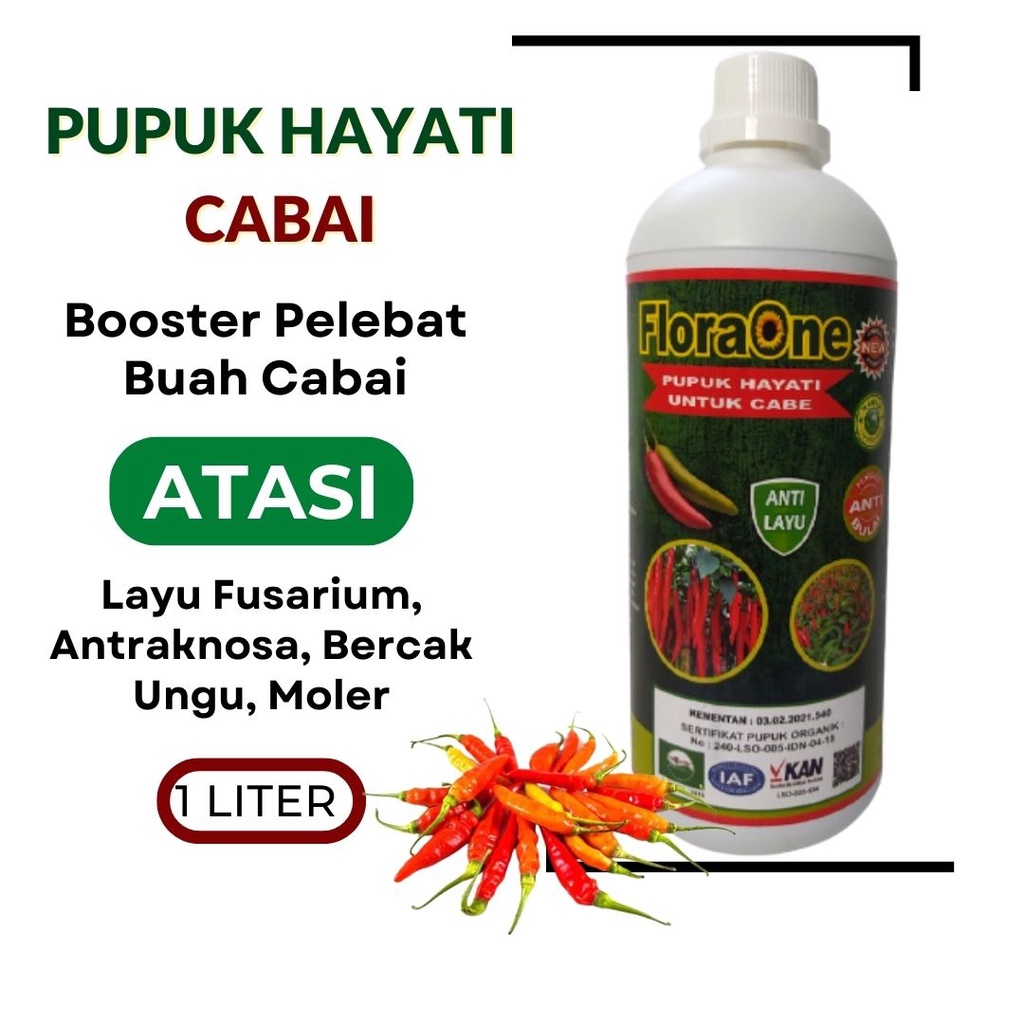 Pupuk Bulai Cabe Hayati Atasi Kuning Daun dan Keriting Cebe, Pupuk Pelebat Buah Cabe Rawit