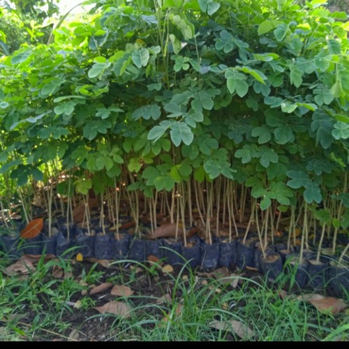 bibit pohon trembesi / kihujan / pohon trembesi