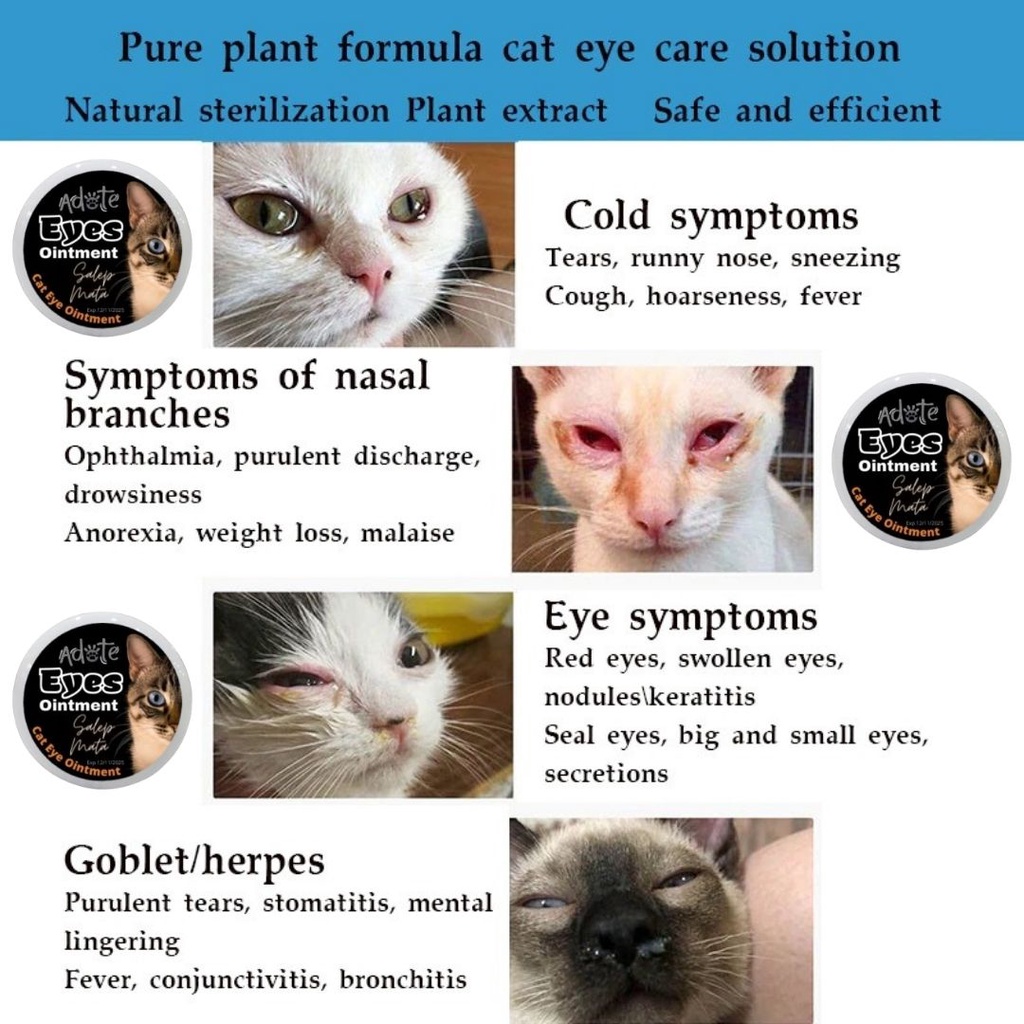 Salep Mata Kucing Kitten Anjing Solusi Ampuh Untuk Segala Jenis Sakit Mata Kucing Ajing FEFARM