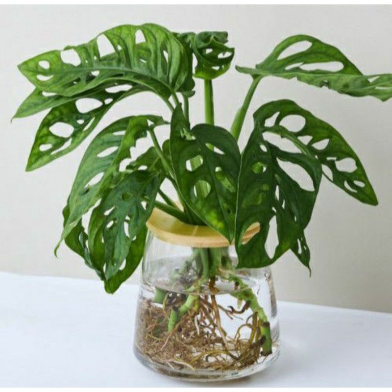MURAH Tanaman hias janda bolong acuminata - monstera olbiqua janda bolong acuminata