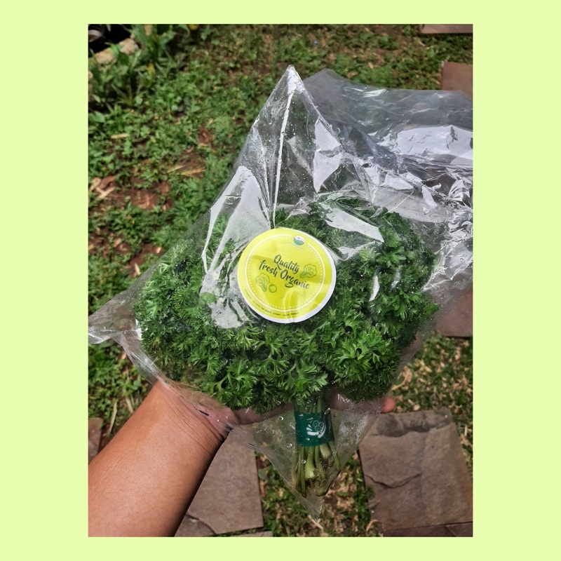 

Daun parsley organik / daun parsley fresh