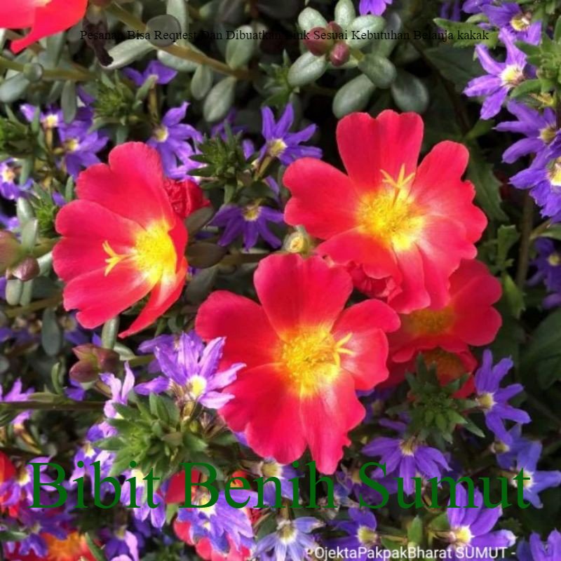 Tanaman Hias Red Portulaca (Moss Rose) Krokot Merah# Tanaman Merambat# Tanaman Gantung Bila ingin or