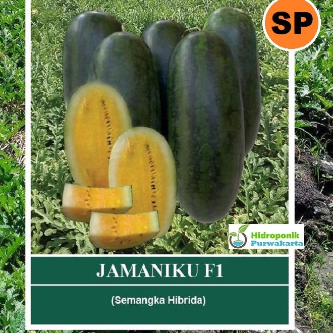 Restock--Benih Semangka Daging Kuning JAMANIKU F1 isi 30 Butir Tipe Inul Cap Mutiara Bumi