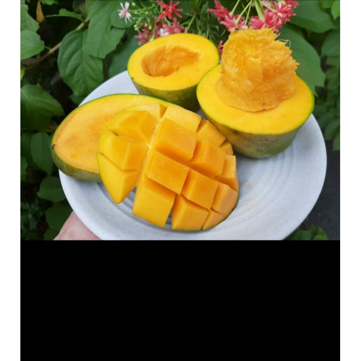 

Harum Manis Matang Pohon (premium quality)