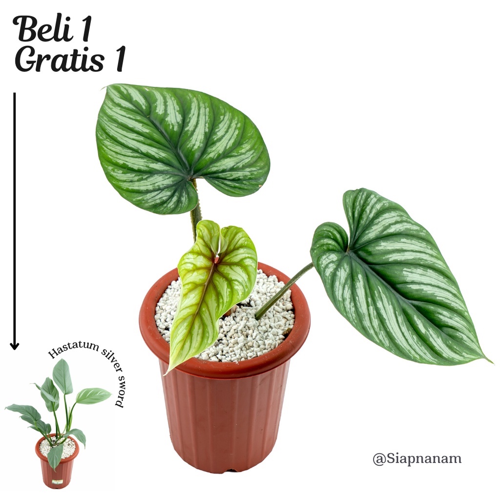 Philodendron Plowmanii