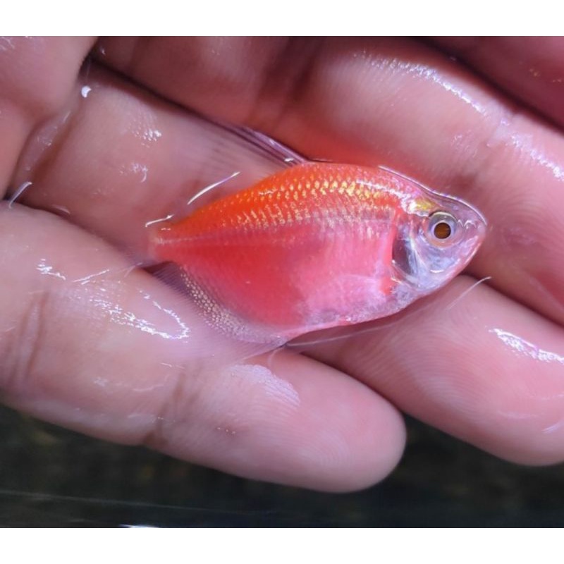 ikan hias glofish tetra orange