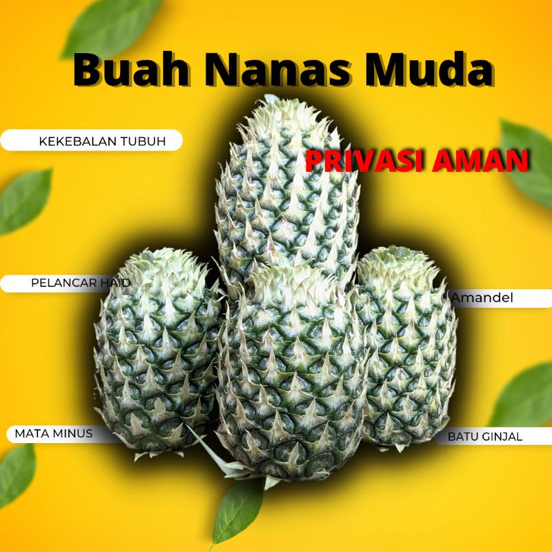 

Paket Hemat 4 Buah Nanas Muda Warna Hijau Di Jamin Fresh 100% Halal - Herbal - Asli Lereng Gunung Muria