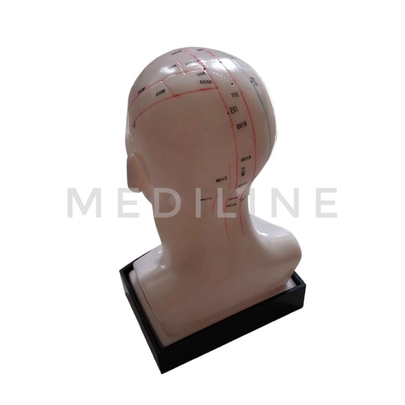 Manekin titik akupunktur kepala bahasa inggris