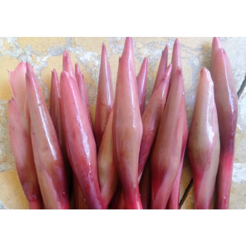 

Bunga Kecombrang 1kg Bunga Honje Segar Termurah