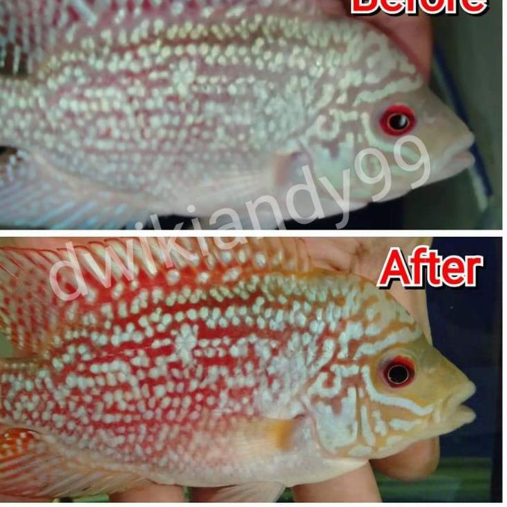 Best Seller Carophyll Carophyl Red 10% DSM Original 100% Cantaxanthin Color Enhancer Louhan Arwana K