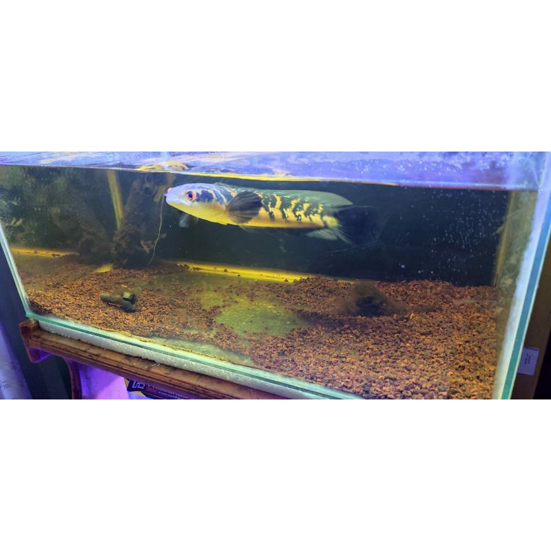 Chana maru bahan kontes