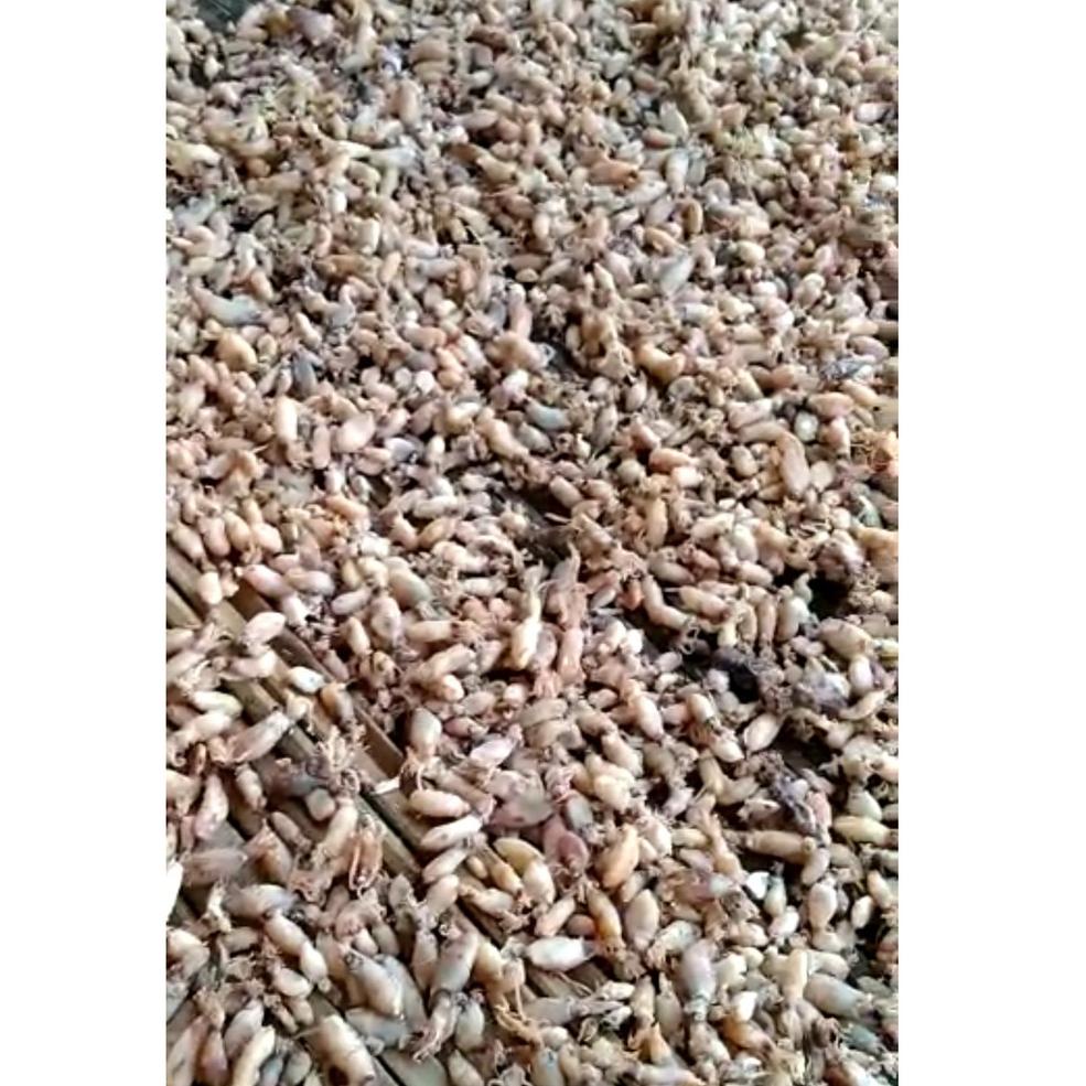

ㅱV Baby Cumi 0,5 - 1 cm 1000 Gram (1 KG) READY 3177 ♠